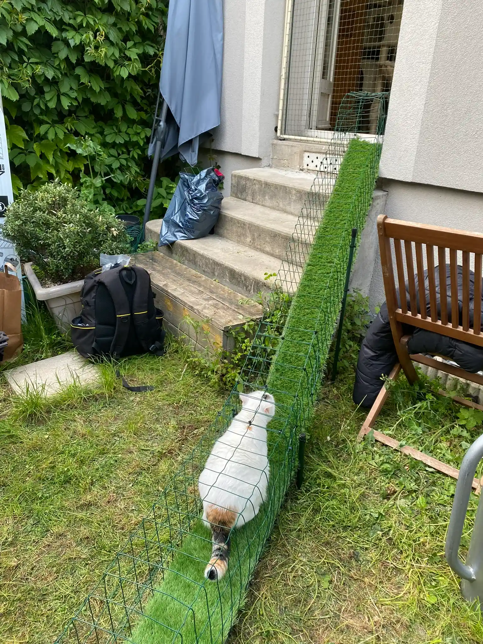 Tunnel pour chat installé le long d’une clôture grillagée dans un jardin
