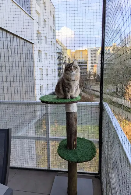 Filet aérien installé au-dessus d’un jardin pour empêcher un chat de s’échapper
