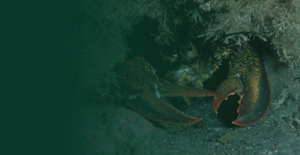 Da Clawdbot a OpenClaw: quando l'automazione diventa una backdoor digitale