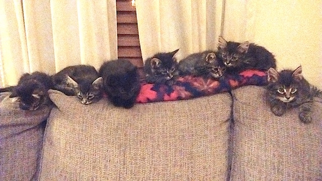 kittens