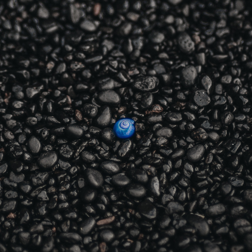 Photo d'un coquillage qui se démarque du fond