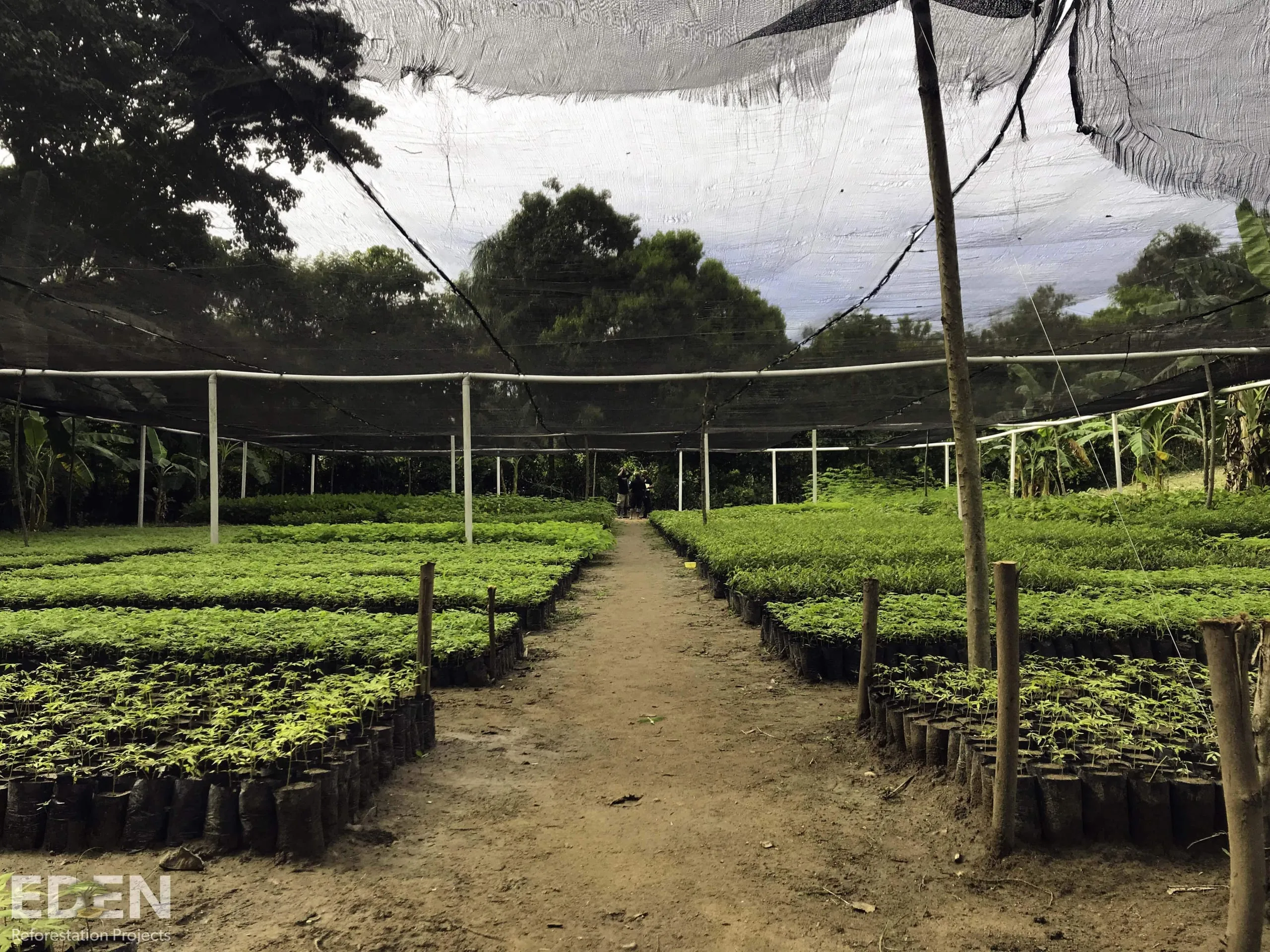 Reforestation Project Photo 1