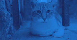 NOM-033-SAG-ZOO-2014 sobre métodos para dar muerte a los animales domésticos y silvestres [Resumen y PDF]