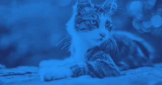 NOM-064-ZOO-2000 sobre clasificación y prescripción de fármacos veterinarios [Resumen y PDF]