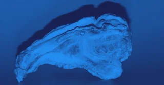 NOM-041-ZOO-1995 sobre Campaña Nacional contra la Brucelosis en los Animales [Resumen y PDF]