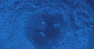 NOM-159-SSA1-2016 sobre Disposiciones Sanitarias para Huevo y sus Productos [Resumen y PDF]