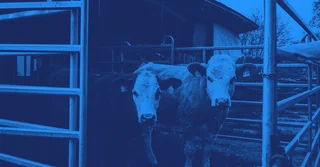 NOM-012-ZOO-1993 sobre Regulación de Productos para Uso Animal [Resumen y PDF]