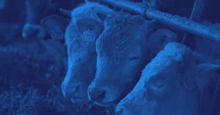 NOM-001-SAG-GAN-2015 sobre Identificación Animal: Resumen y PDF