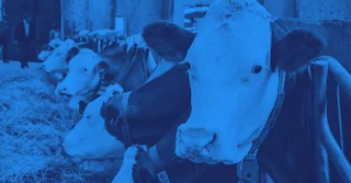 NOM-040-ZOO-1995 sobre Comercialización de Sales Puras Antimicrobianas [Resumen y PDF]