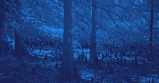 NOM-060-ECOL-1994 sobre Aprovechamiento Forestal y Protección de Suelos [Resumen y PDF]