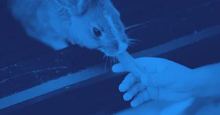 NOM-025-ZOO-1995 sobre especificaciones zoosanitarias para fábricas de alimentos animales [Resumen y PDF]