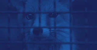NOM-054-ZOO-1996 sobre cuarentenas en animales y productos pecuarios [Resumen y PDF]
