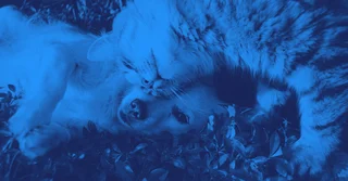 NOM-148-SCFI-2018 sobre Comercialización y Servicios para Animales de Compañía [Resumen y PDF]