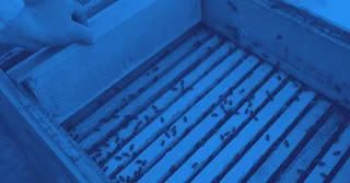 NOM-002-SAG-GAN-2016 sobre control de la Abeja Africana en la apicultura mexicana [Resumen y PDF]