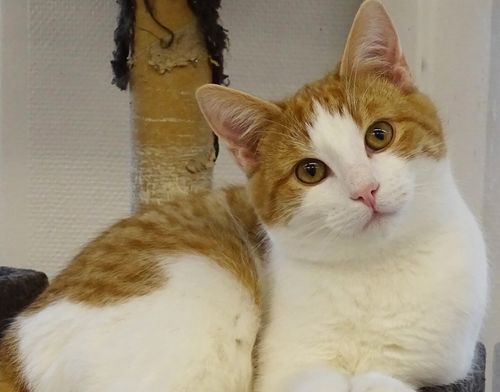 Södertälje Katthem