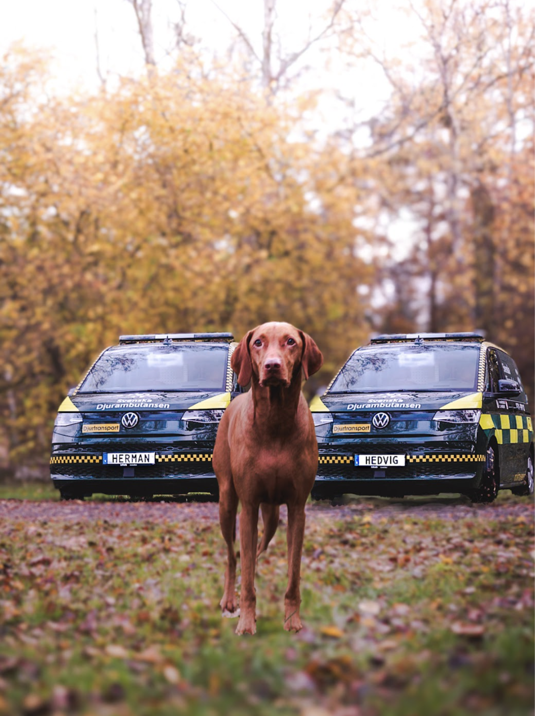 Svenska Djurambulansen