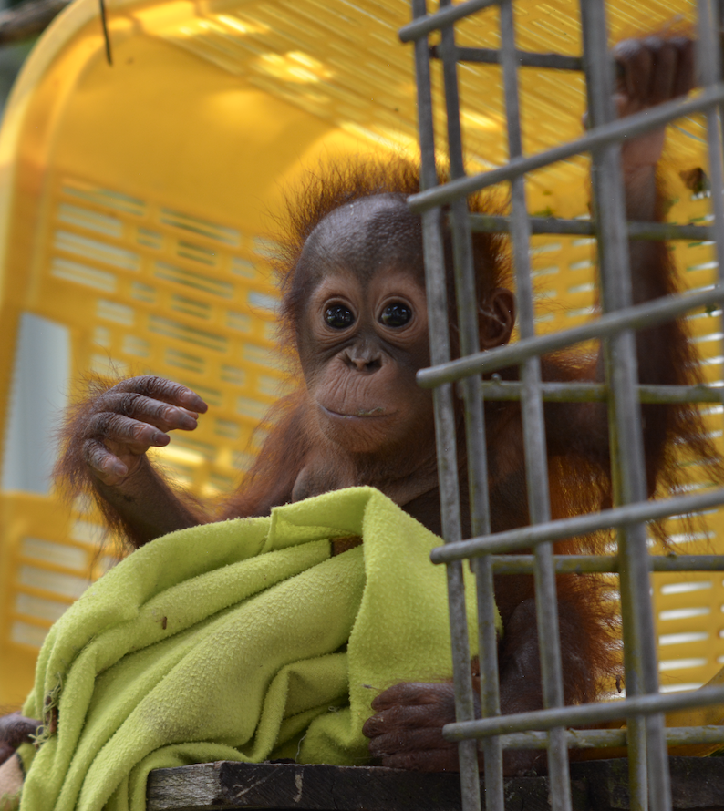 Save the Orangutan