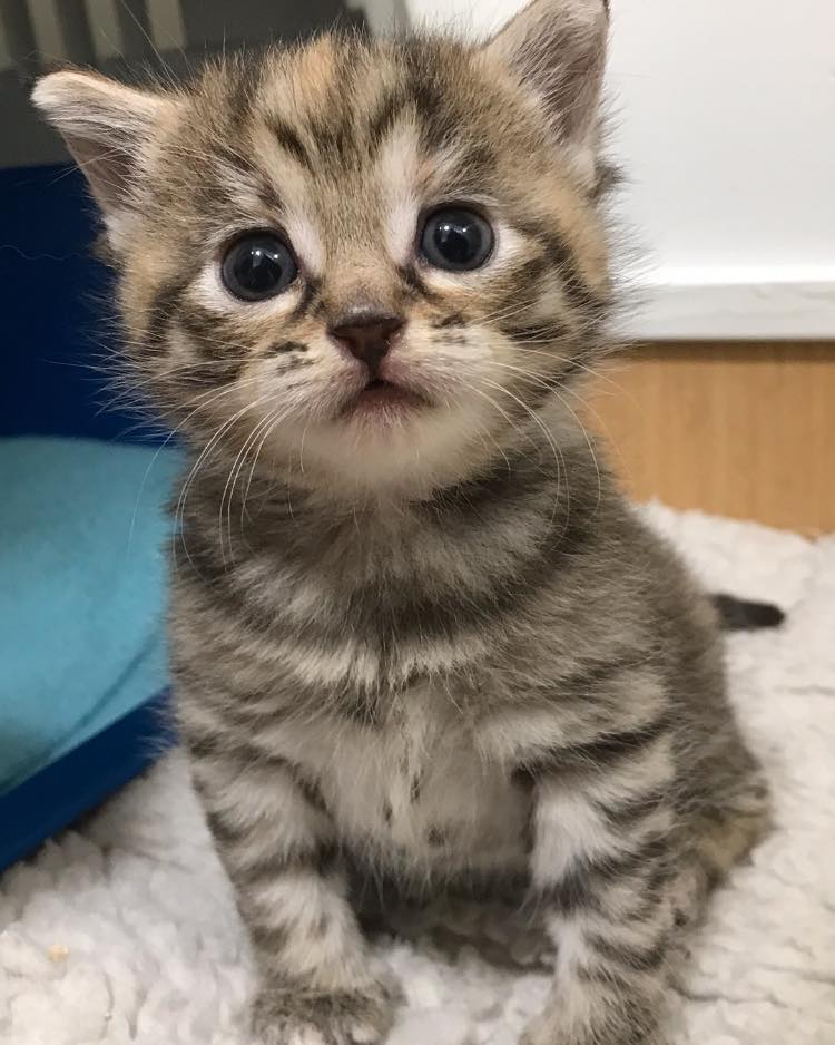 Katthemmet Oskarshamn