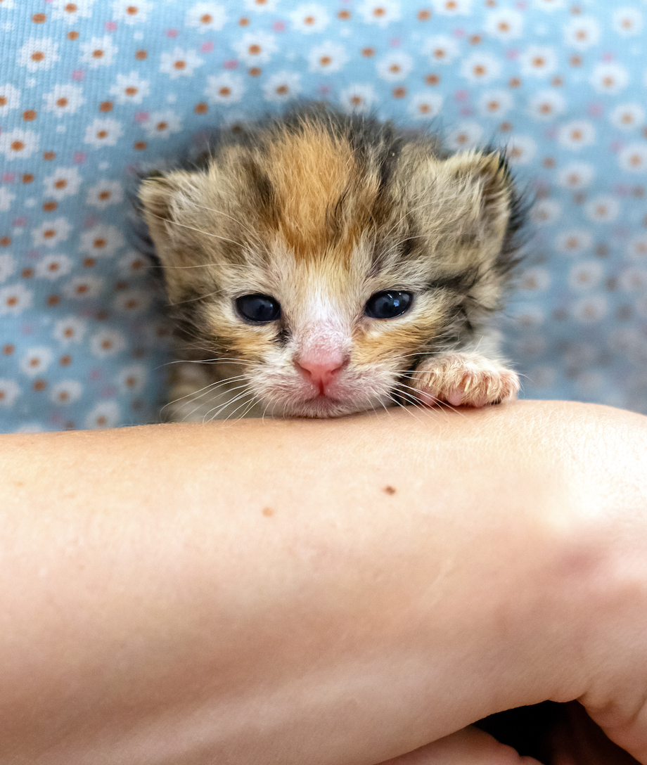 Djurens Vänner Göteborg