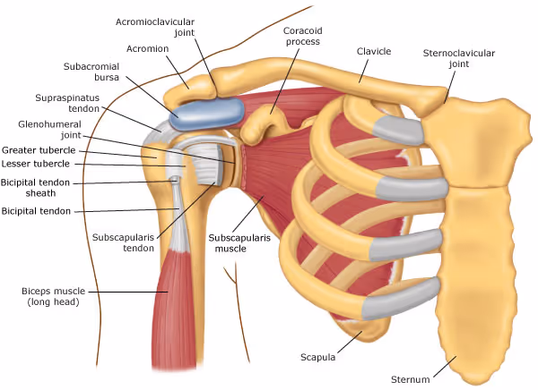 Shoulder Anatomy | Mr Peter Moran (MBBS FRACS, FAOrthA)
