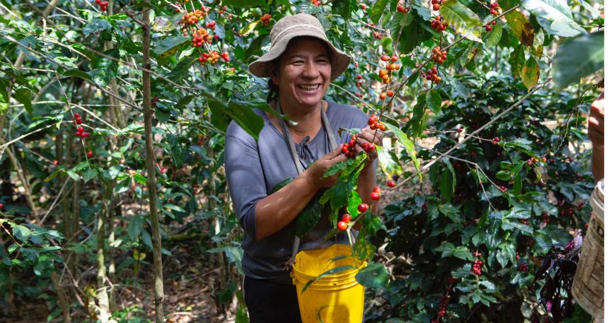 Marilú Rivera cosecha cerezas de café maduras en su finca en El Sauce, provincia de Loja, al sur de Ecuador. Foto de Heifer International/Russell Powell.