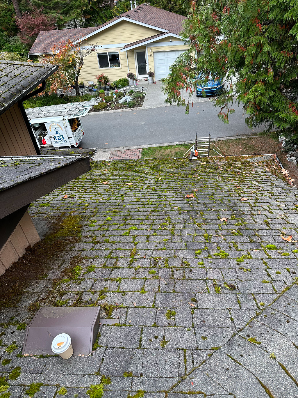 moss removal victoria bc