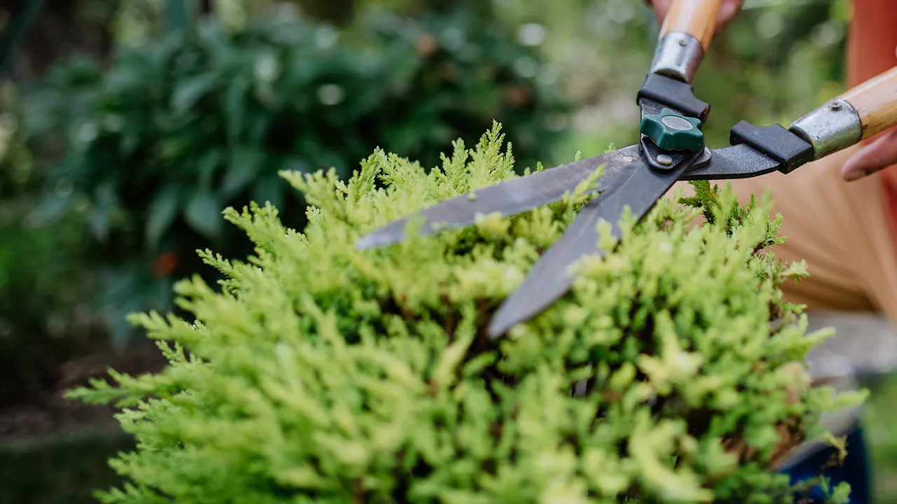 Hedge trimming and shaping Cornwall Ontario