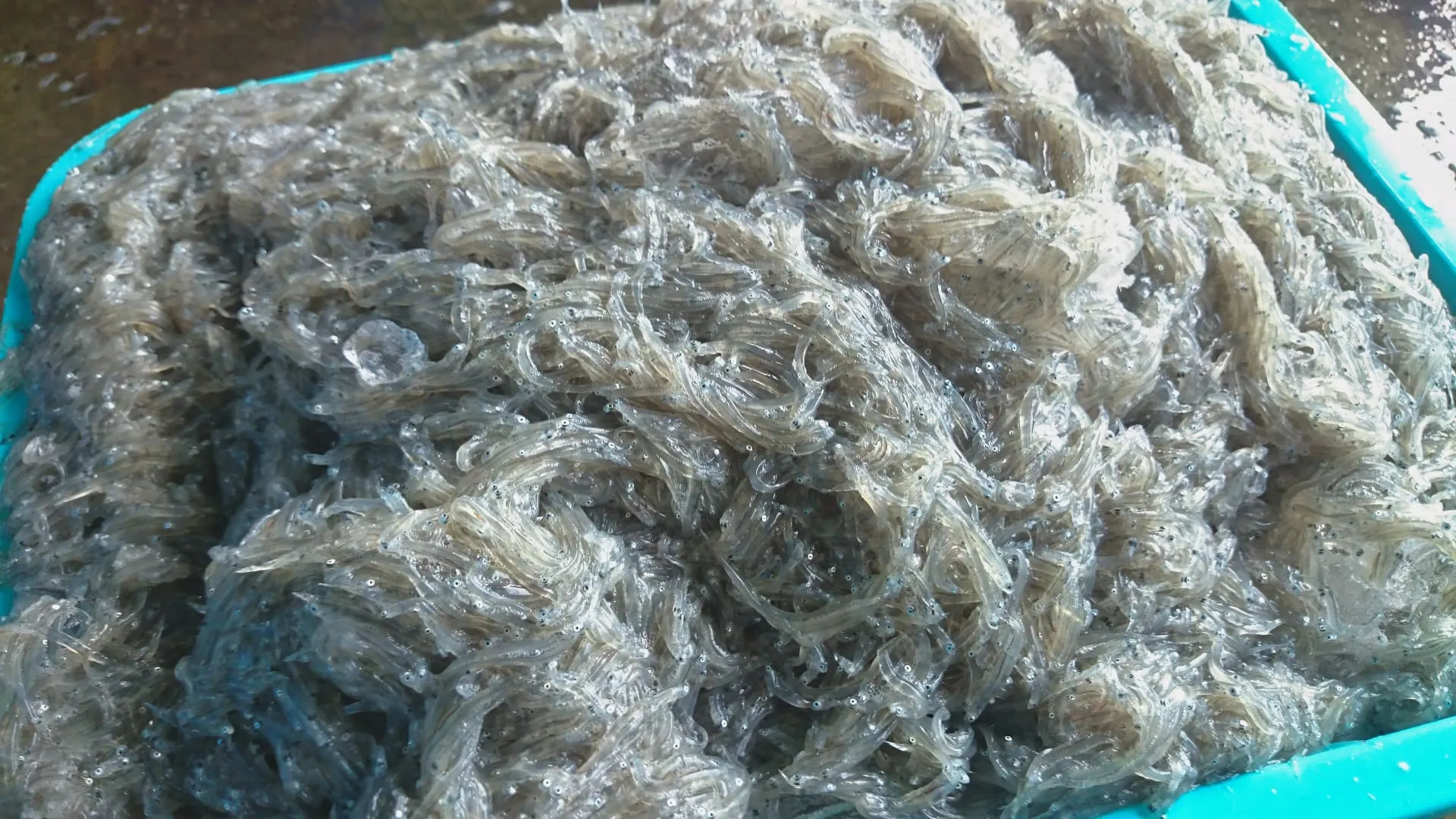 採れたてのしらす