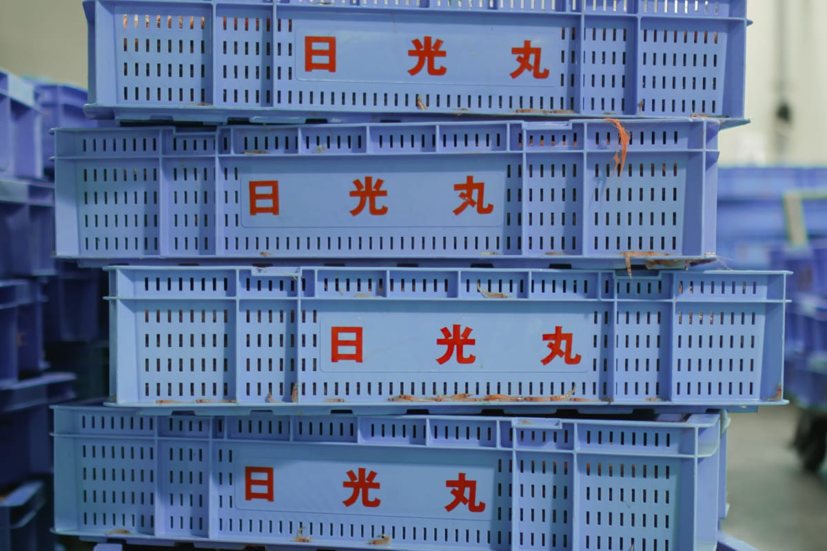 桜えびのかご