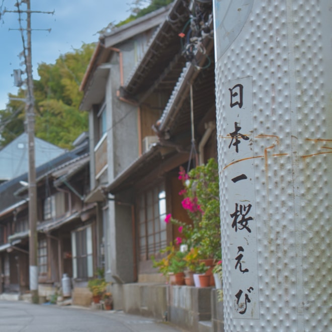 日本一桜えびの町、由比