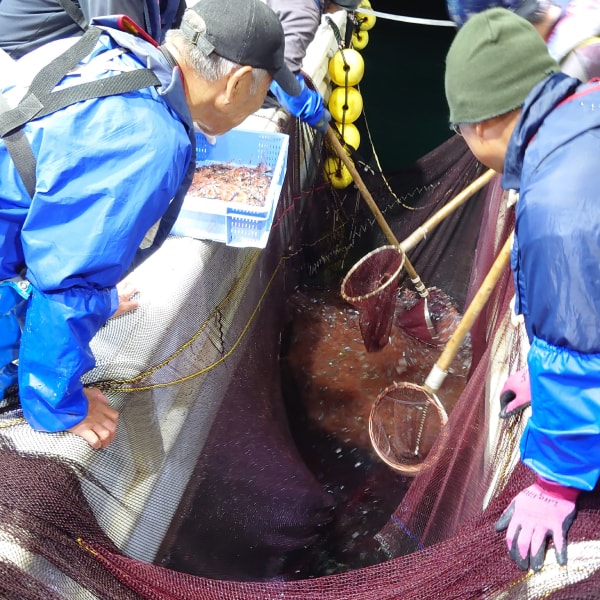 桜えび漁の様子