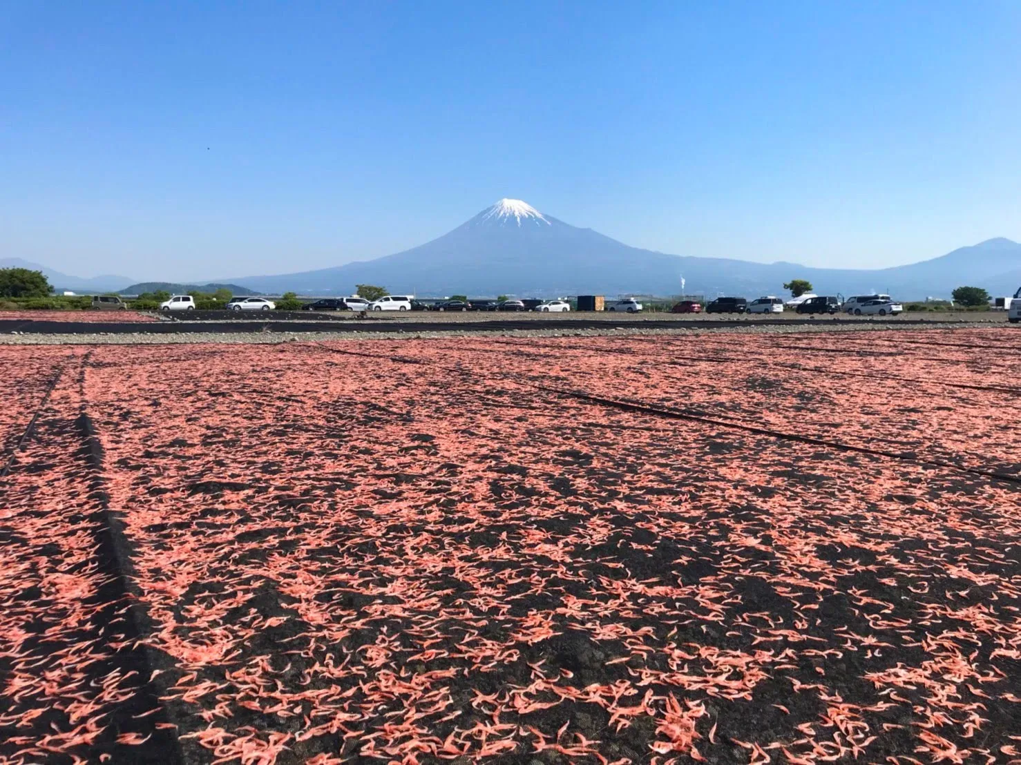 桜えびの天日干し