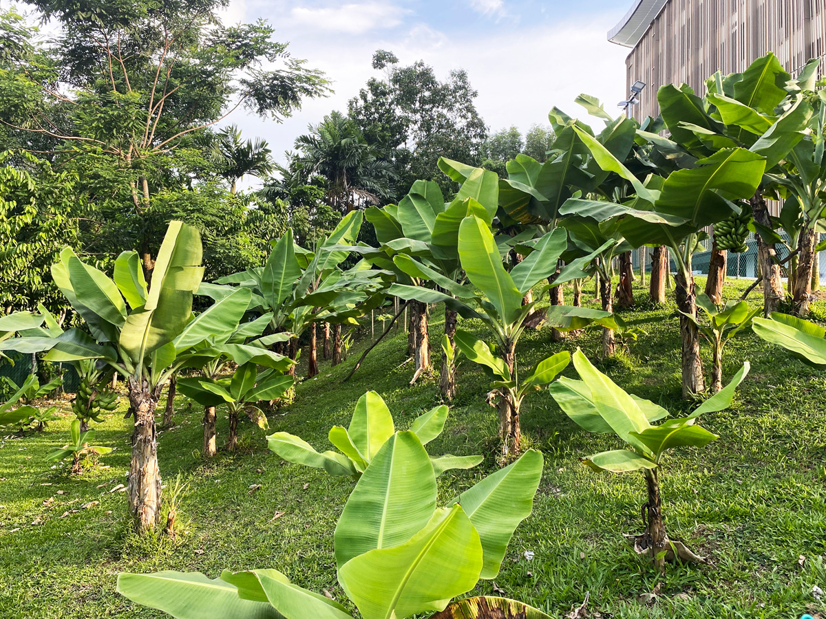 Sustainable urban planning green infrastructure Singapore