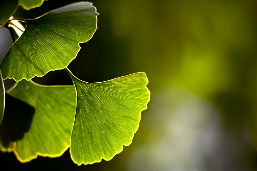 Ginkgo biloba: A Potential Candidate In Treating Tinnitus
