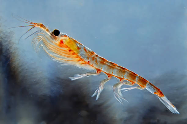 What Is Krill Oil?