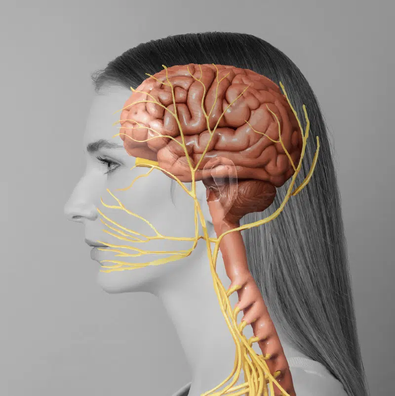 The Vagueness of the Vagus Nerve Demystified