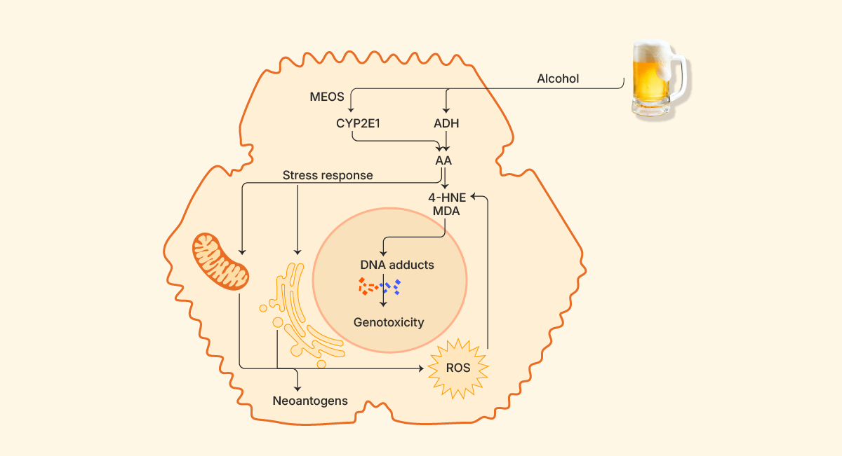 Alcohol Metabolism