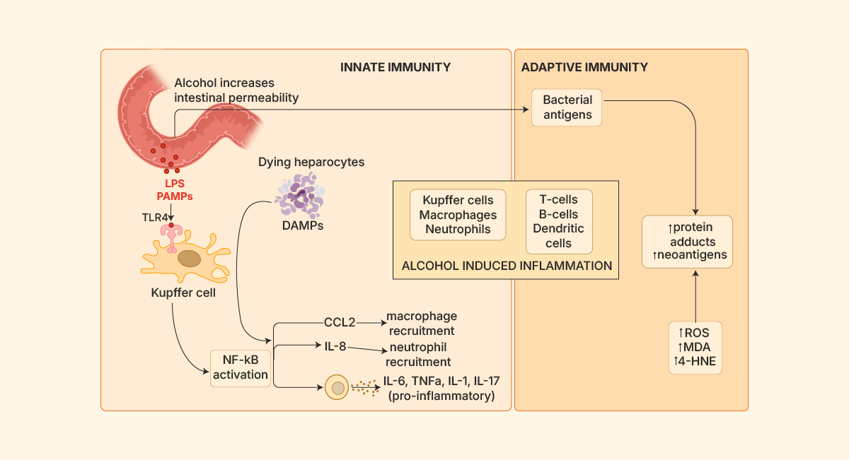 Alcohol Steatohepatitis