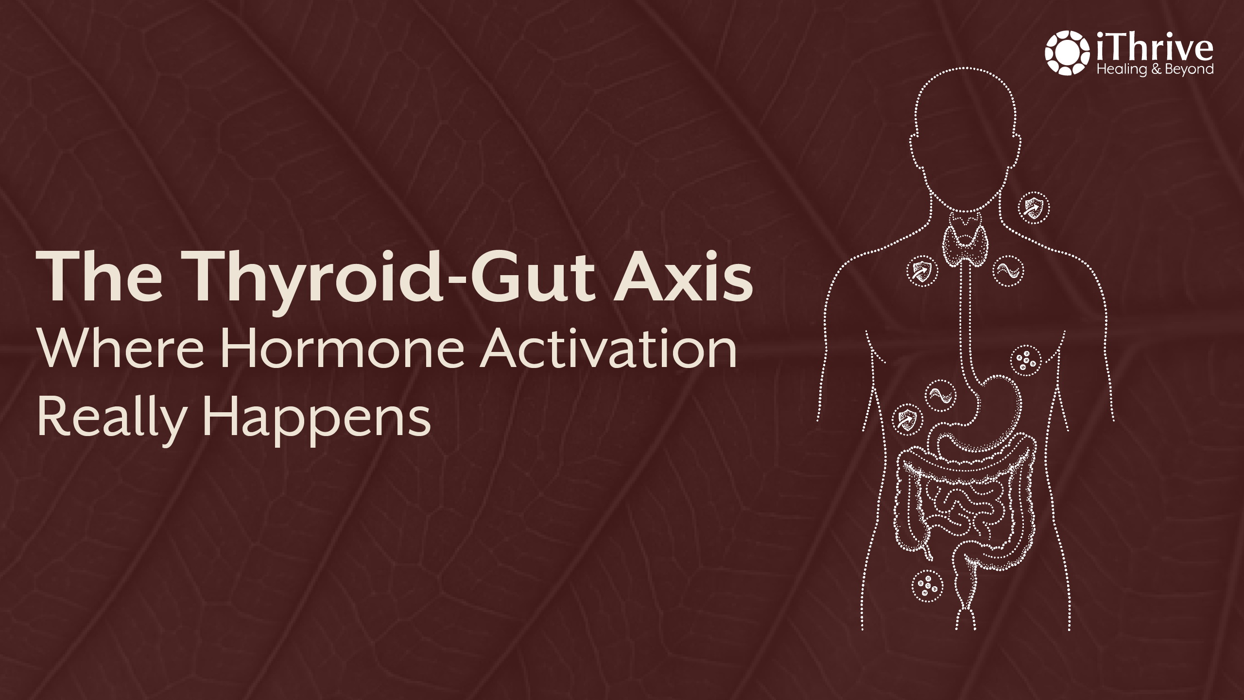 The Thyroid-Gut Axis: How Microbiome Imbalance Disrupts Hormone Conversion