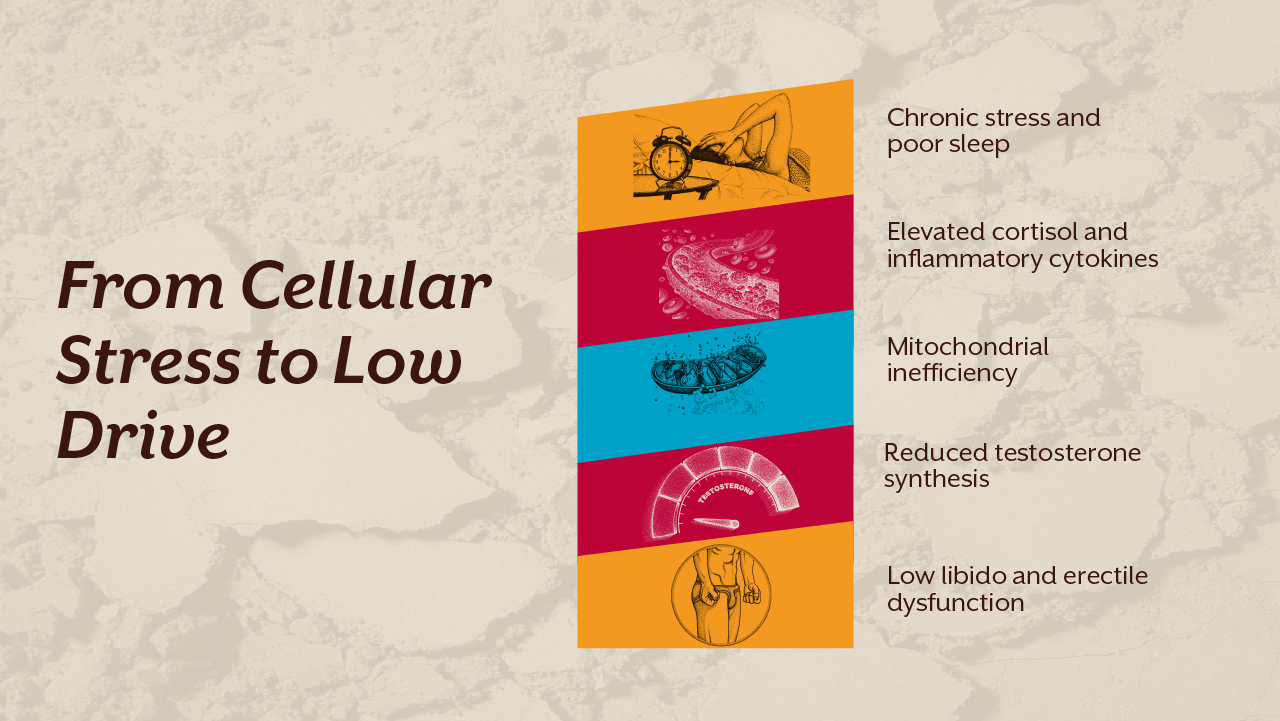 From Cellular Stress to Low Drive