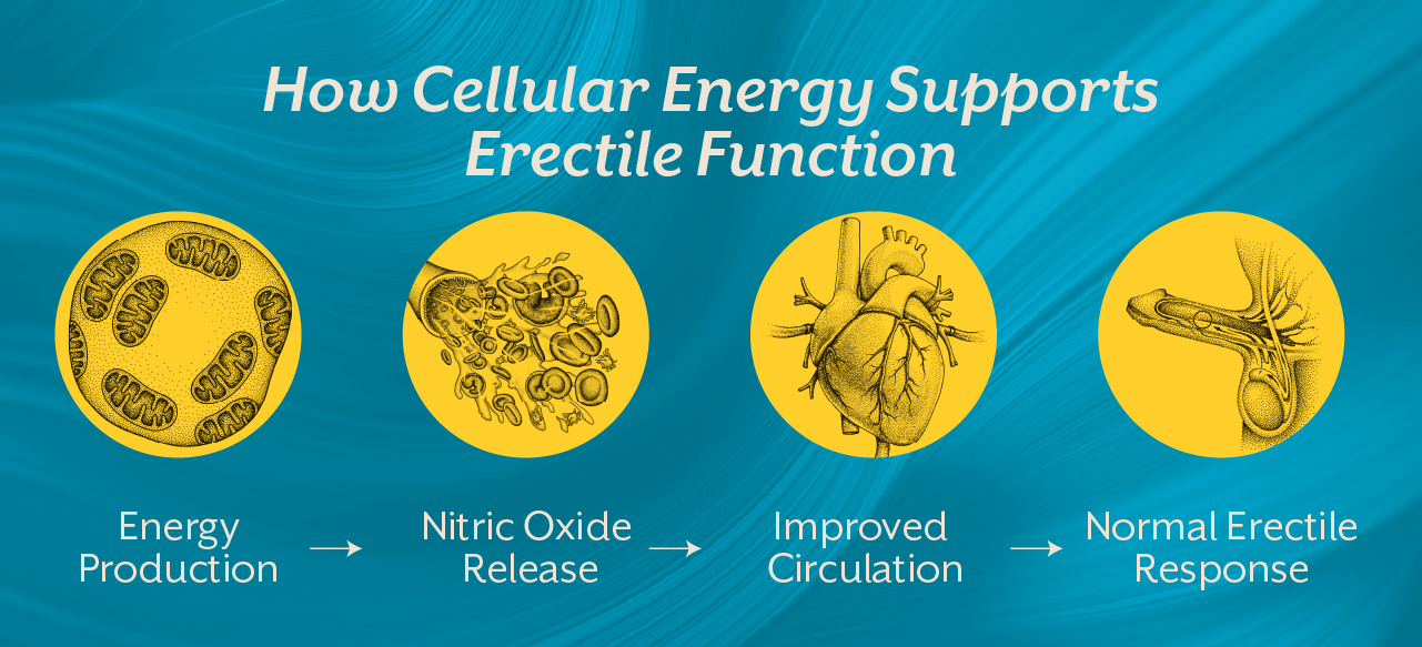 How Cellular Energy Supports Erectile Function