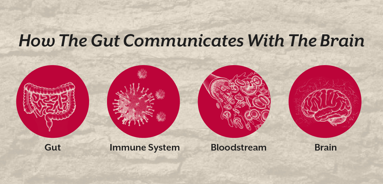 How The Gut Communicates With The Brain