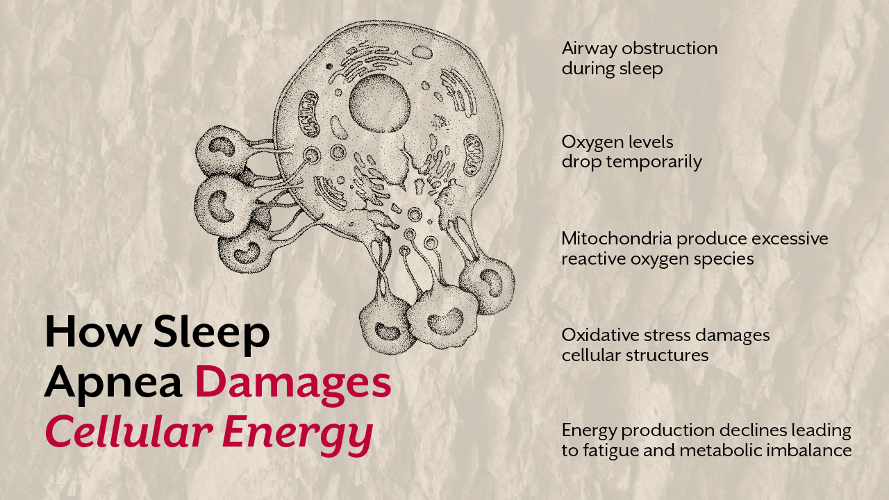 How Sleep Apnea Damages Cellular Energy