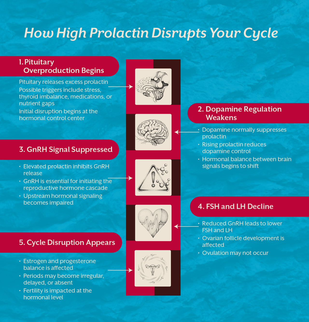  How High Prolactin Disrupts Your Cycle