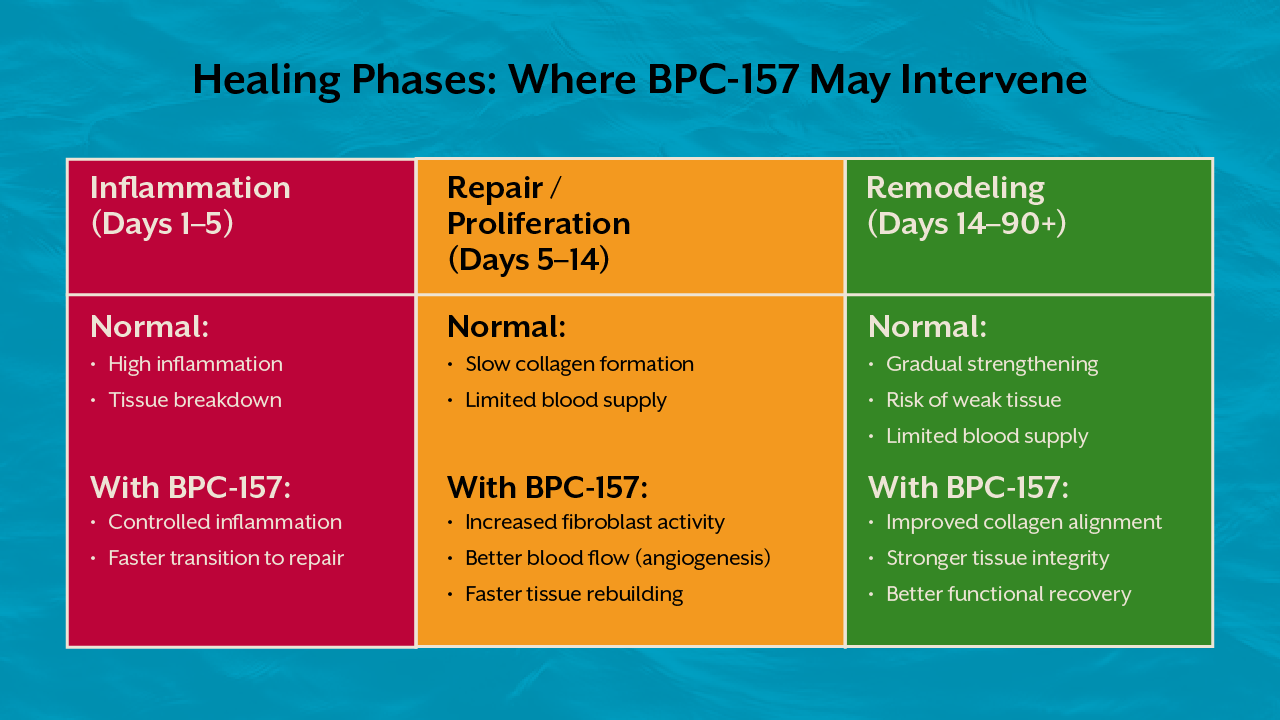 Healing Phases: Where BPC-157 May Intervene