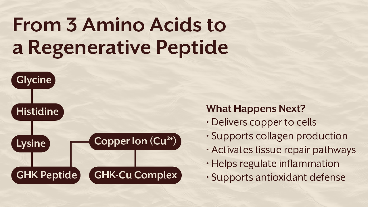 From 3 Amino Acids to a Regenerative Peptide