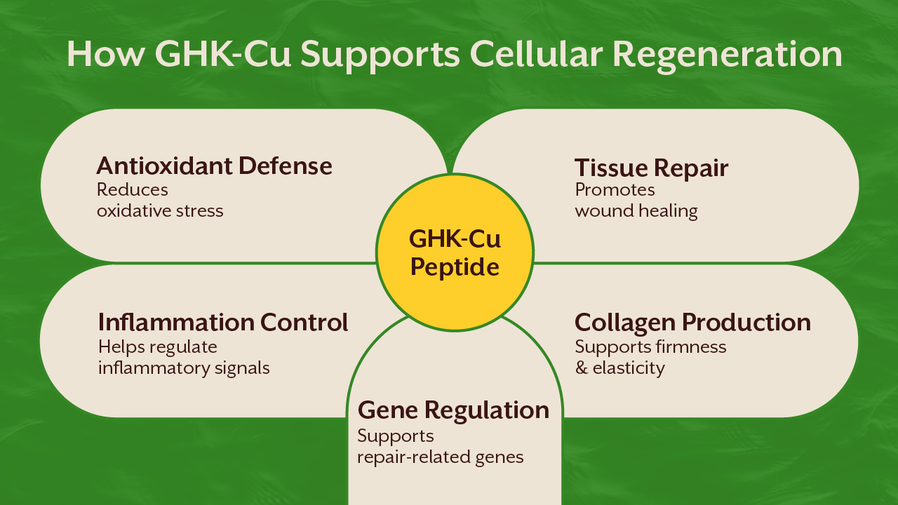 How GHK-Cu Supports Cellular Regeneration