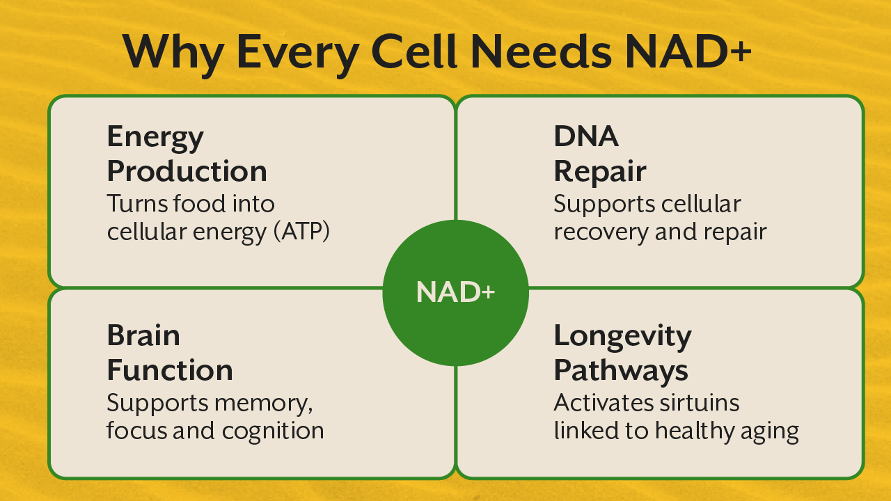 Why Every Cell Needs NAD+