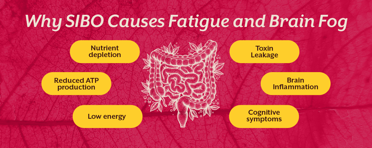 Why SIBO Causes Fatigue and Brain Fog