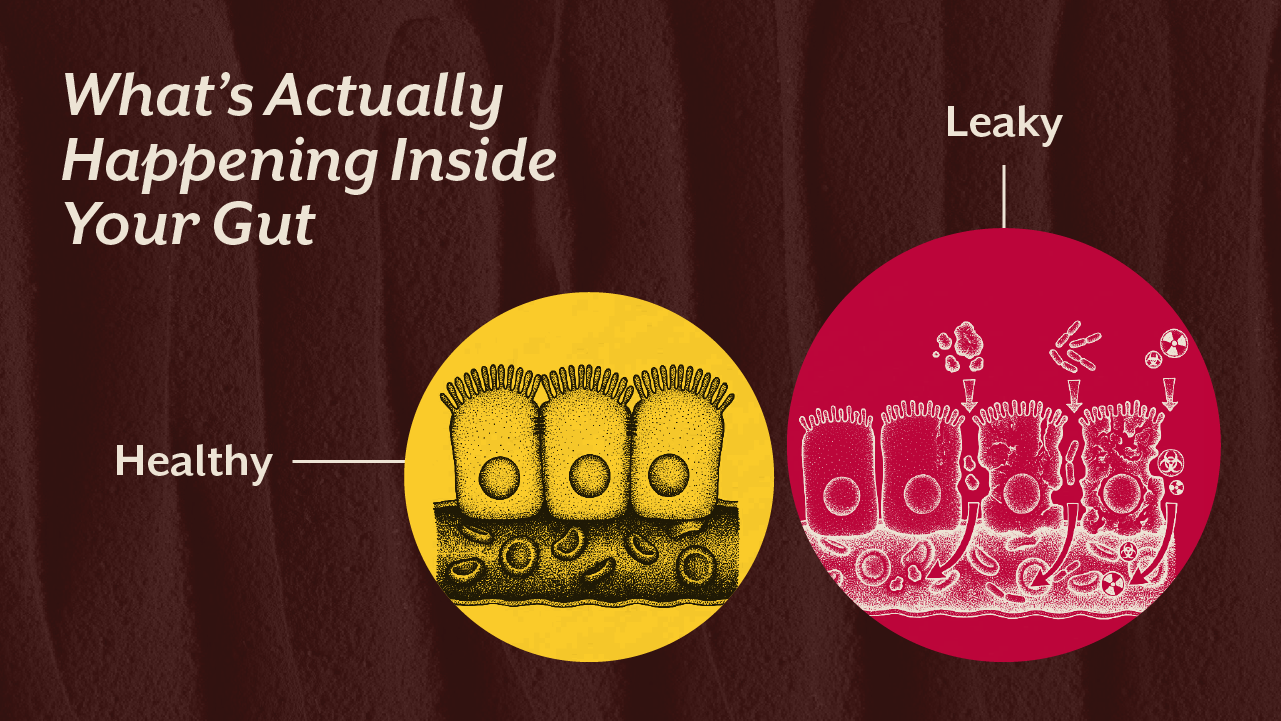 What's Actually Happening Inside Your Gut